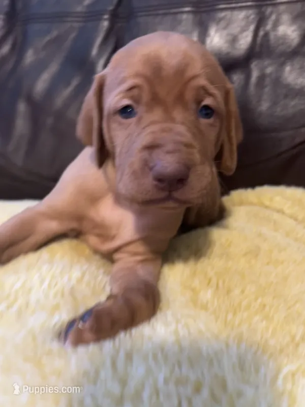 Gray – Vizsla puppy for sale in Boise, ID