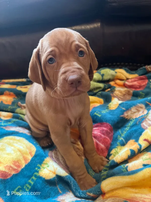 Gray – Vizsla puppy for sale in Boise, ID