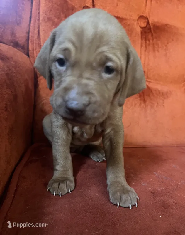 Purple – Vizsla puppy for sale in Boise, ID