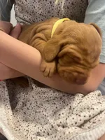 Yellow, a female Vizsla for sale in Boise, ID – 1 of 3