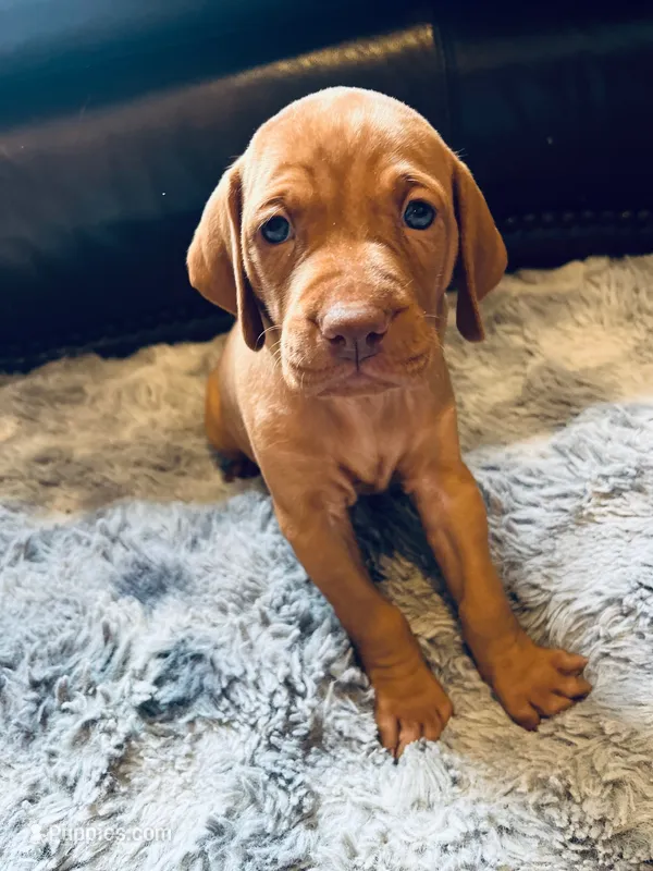 Green – Vizsla puppy for sale in Boise, ID