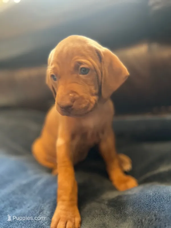 Purple – Vizsla puppy for sale in Boise, ID