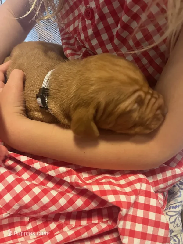 Gray – Vizsla puppy for sale in Boise, ID