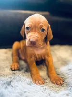 Pink, a female Vizsla for sale in Boise, ID – 1 of 5