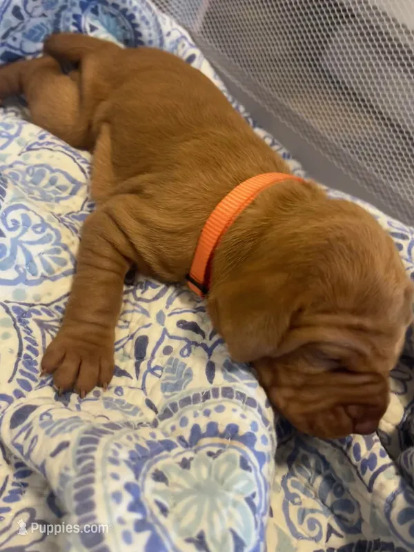 Orange – Vizsla puppy for sale in Boise, ID