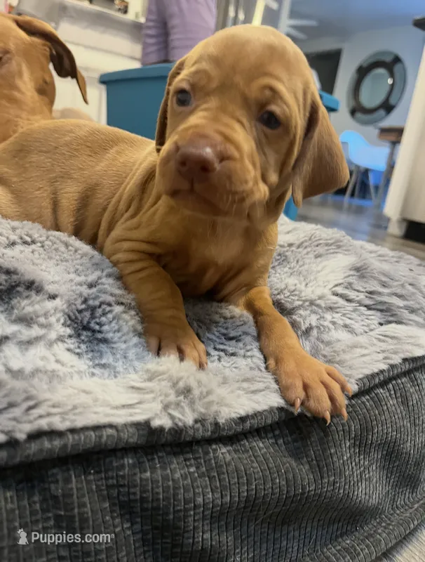 Pink – Vizsla puppy for sale in Boise, ID
