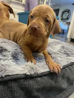 Pink, a female Vizsla for sale in Boise, ID – 2 of 5