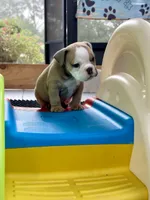 Betty Lou, a female English Bulldog for sale in Dade City, FL – 4 of 4
