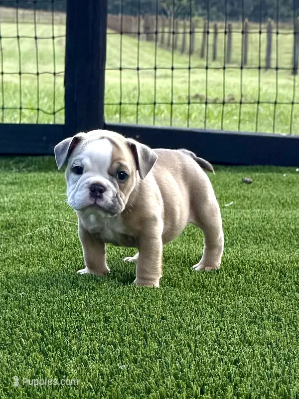 Betty Lou – English Bulldog puppy for sale in Dade City, FL