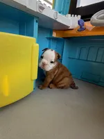 Daisy Duke, a female English Bulldog for sale in Dade City, FL – 3 of 3