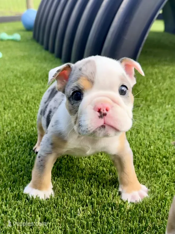 Billie Jean – English Bulldog puppy for sale in Dade City, FL