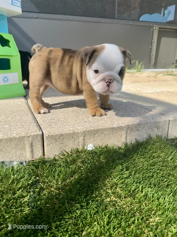 Mary Kate – English Bulldog puppy for sale in Dade City, FL