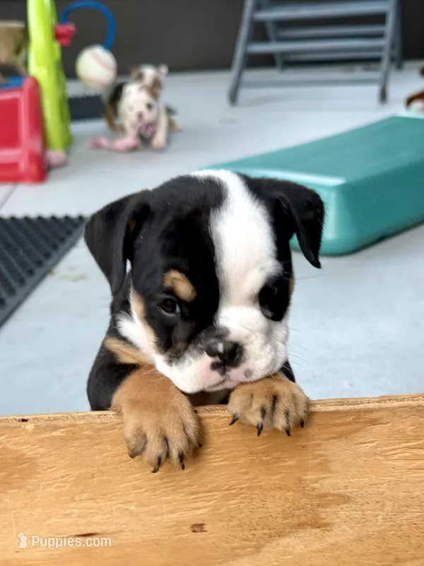 Linda Lou – English Bulldog puppy for sale in Dade City, FL