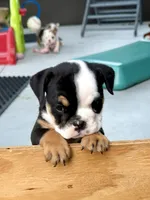 Linda Lou, a female English Bulldog for sale in Dade City, FL – 1 of 4