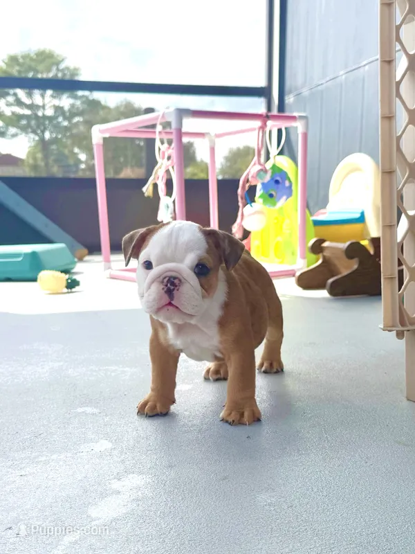 Mary Kate – English Bulldog puppy for sale in Dade City, FL