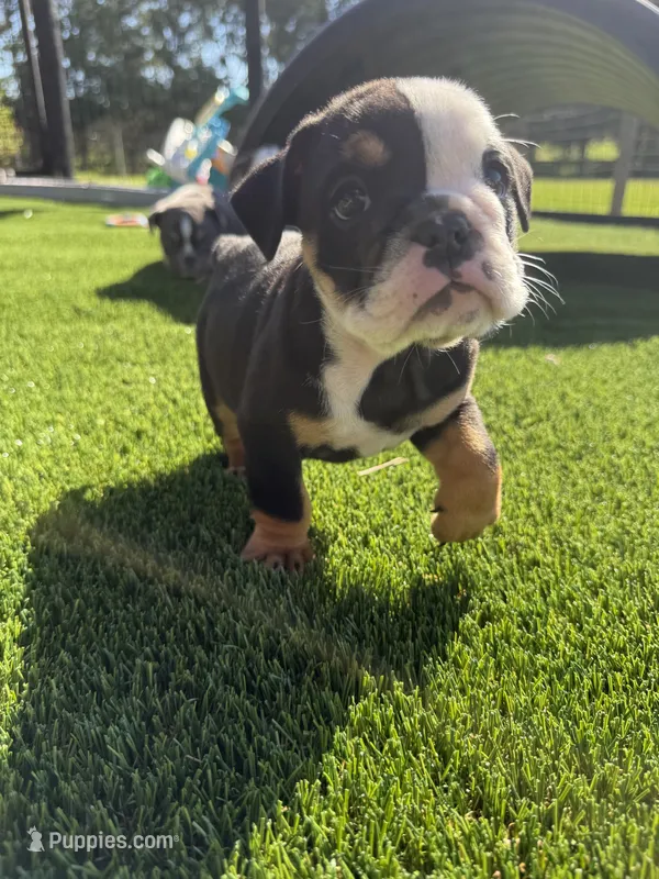 Linda Lou – English Bulldog puppy for sale in Dade City, FL