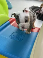 Billie Jean, a female English Bulldog for sale in Dade City, FL – 3 of 4