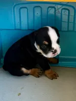 Linda Lou, a female English Bulldog for sale in Dade City, FL – 4 of 4