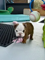 Mary Kate, a female English Bulldog for sale in Dade City, FL – 2 of 3