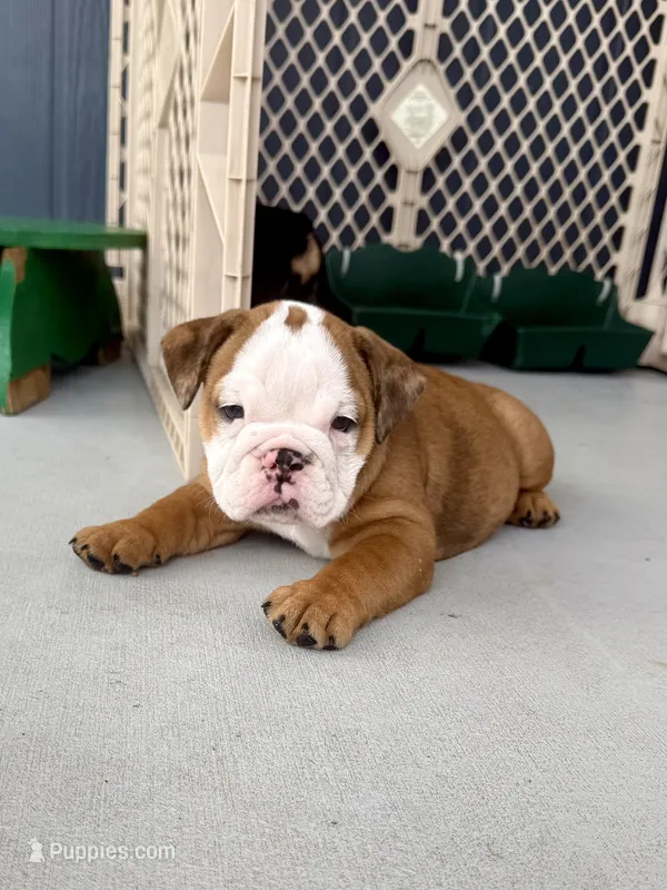 Daisy Duke – English Bulldog puppy for sale in Dade City, FL