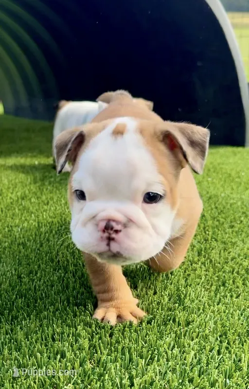 Daisy Duke – English Bulldog puppy for sale in Dade City, FL