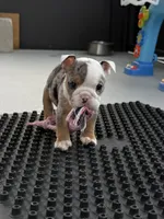 Billie Jean, a female English Bulldog for sale in Dade City, FL – 4 of 4