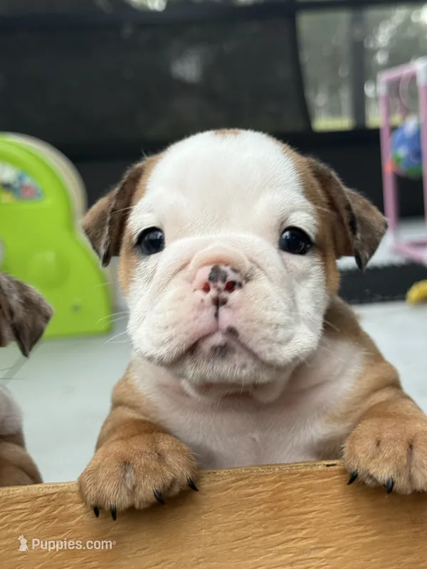 Daisy Duke – English Bulldog puppy for sale in Dade City, FL