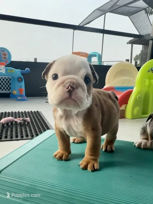 Mary Kate – English Bulldog puppy for sale in Dade City, FL