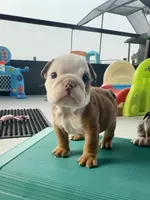 Mary Kate, a female English Bulldog for sale in Dade City, FL – 1 of 3