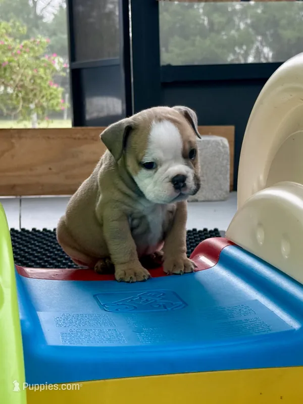 Betty Lou – English Bulldog puppy for sale in Dade City, FL
