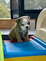 Betty Lou, a female English Bulldog for sale in Dade City, FL – 1 of 4