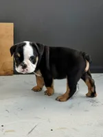 Linda Lou, a female English Bulldog for sale in Dade City, FL – 2 of 4