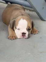 Betty Lou, a female English Bulldog for sale in Dade City, FL – 3 of 4