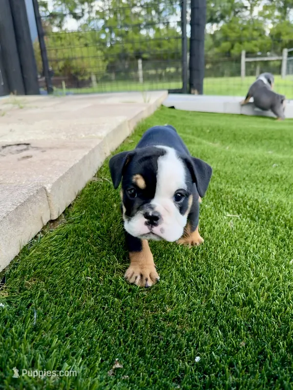 Linda Lou – English Bulldog puppy for sale in Dade City, FL