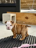 Daisy Duke, a female English Bulldog for sale in Dade City, FL – 2 of 3
