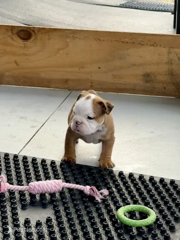 Daisy Duke – English Bulldog puppy for sale in Dade City, FL