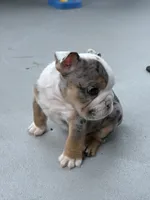 Billie Jean, a female English Bulldog for sale in Dade City, FL – 2 of 4