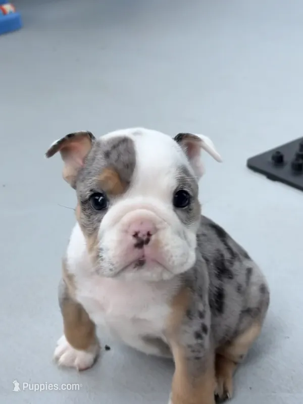 Billie Jean – English Bulldog puppy for sale in Dade City, FL