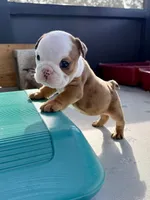 Mary Kate, a female English Bulldog for sale in Dade City, FL – 3 of 3