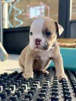 Betty Lou, a female English Bulldog for sale in Dade City, FL – 2 of 4