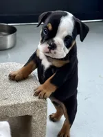 Linda Lou, a female English Bulldog for sale in Dade City, FL – 3 of 4
