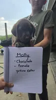 Tank, a male Labrador Retriever for sale in East Sparta, OH – 4 of 6