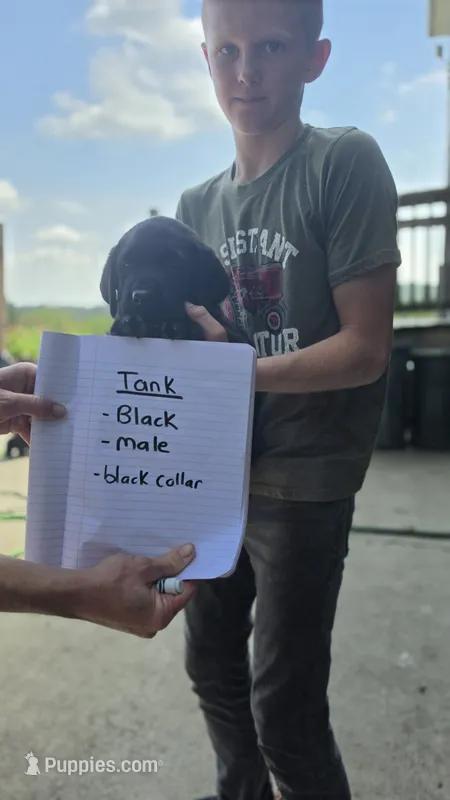 Tank – Labrador Retriever puppy for sale in East Sparta, OH