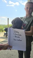 Tank, a male Labrador Retriever for sale in East Sparta, OH – 2 of 6