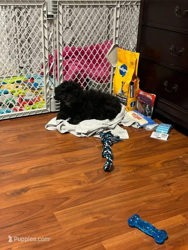 Chippy – Cavapoo puppy for sale in Norwalk, CT