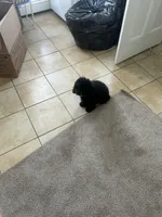 Chippy (needs new home by 5/8), a male Cavapoo for sale in Norwalk, CT – 4 of 4