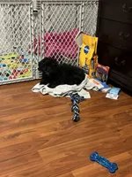 Chippy (needs new home by 5/8), a male Cavapoo for sale in Norwalk, CT – 2 of 4