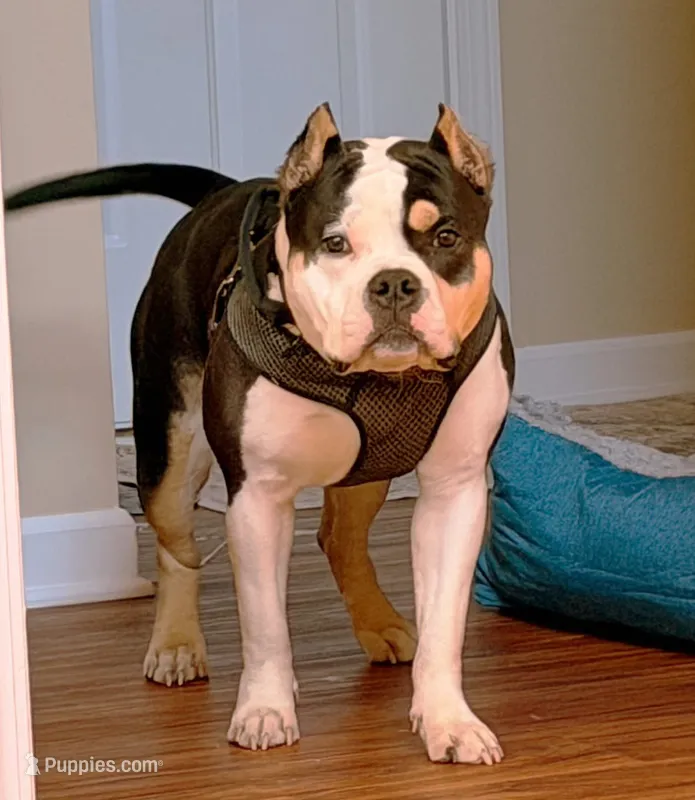 Tank – American Bully puppy for sale in Locust Grove, GA
