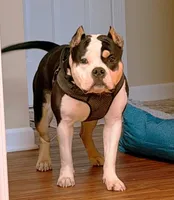 Tank, a male American Bully for sale in Locust Grove, GA – 1 of 3