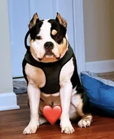Tank, a male American Bully for sale in Locust Grove, GA – 2 of 3